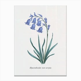 Bluebell Botanical Illustration - Hyacinthoides Non-scripta Art Print
A classic botanical illustration of the delicate bluebell (Hyacinthoides non-scripta), capturing its graceful arch and soft blue petals. Ideal for adding a touch of natural elegance to any room.
Perfect for a study, bedroom, or garden-themed space, bringing timeless beauty and serenity. Canvas Print