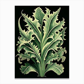 Staghorn Fern 1 Vintage Botanical Poster Canvas Print