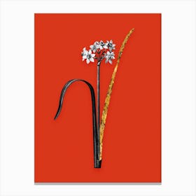 Vintage Cowslip Cupped Daffodil Black and White Gold Leaf Floral Art on Tomato Red n.0322 Canvas Print
