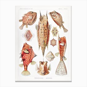 Ostraciontes–Kofferfilche, Ernst Haeckel Canvas Print