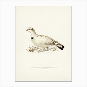 Hybrid Between Western Capercaillie And Willow Ptarmigan, The Von Wright Brothers Canvas Print