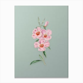 Vintage Pink Ruddy Godetia Botanical Art on Mint Green n.0222 Canvas Print