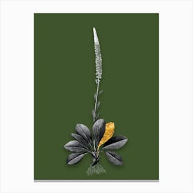 Vintage Blazing Star Black and White Gold Leaf Floral Art on Olive Green Canvas Print
