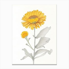 Calendula Floral Quentin Blake Inspired Illustration 1 Flower Canvas Print