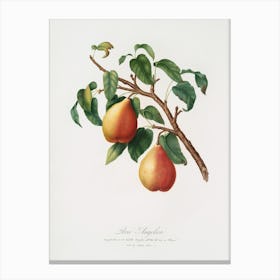 Wild European Pear (Pyrus Pyraster) From Pomona Italiana (1817 1839), Giorgio Gallesio Canvas Print