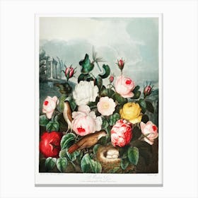 Roses From The Temple Of Flora (1807), Robert John Thornton Canvas Print
