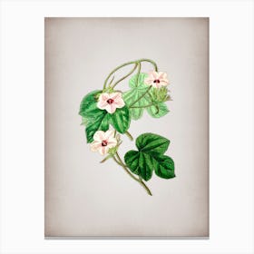 Vintage Aiton's Ipomoea Flower Botanical on Parchment n.0068 Canvas Print