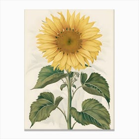 Sunflower 15 Canvas Print