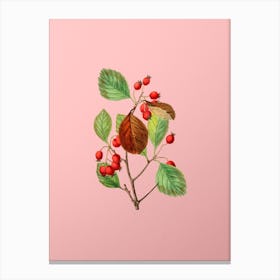 Vintage Plum Leaved Thorn Flower Botanical on Soft Pink n.0849 Canvas Print