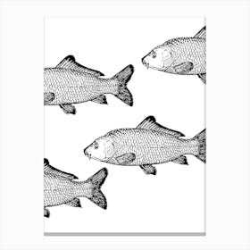 Carp Vector Illustration Isolated On White Toile