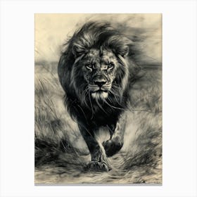 African Lion Charcoal Drawing Hunting 2 Canvas Print