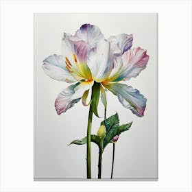 Lotus 6 Canvas Print