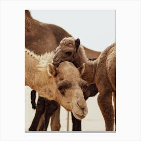 Mom and Baby 3 - Al Wathba Abu Dhabi UAE camel photo print - moody animal photography Art Print Canvas Print