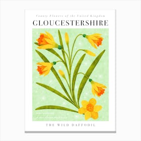 County Flower of Gloucestershire The Wild Daffodil Canvas Print