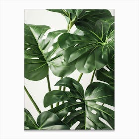 Monstera Plant 5 Canvas Print