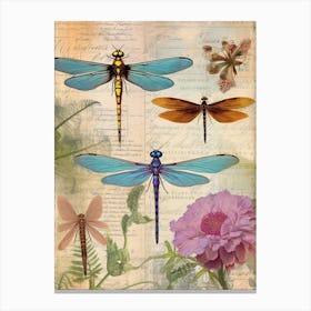 Dragonfly Vintage Species 2 Canvas Print