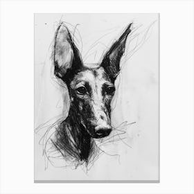 Ibizan Hound Dog Charcoal Line 2 Canvas Print
