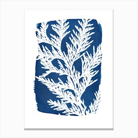 Cypress Conifer Leaf Blue Canvas Print