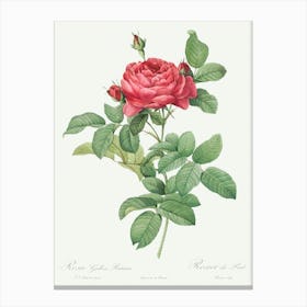 Bridge Rose From Les Roses, Pierre Joseph Redoute Canvas Print