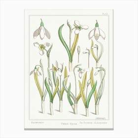 Snowdrop From The Plant And Its Ornamental Applications (1896), Maurice Pillard Verneuil Canvas Print