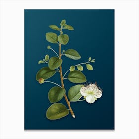 Vintage Caper Plant Botanical Art on Teal Blue n.0674 Canvas Print