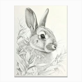 New Zealand Rabbit Drawing 4 Canvas Print