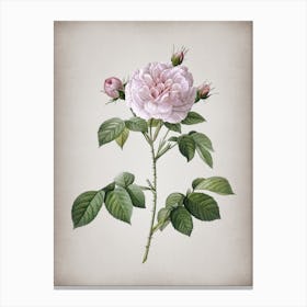 Vintage Rosa Alba Botanical on Parchment n.0429 Canvas Print