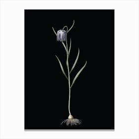 Vintage Chess Flower Botanical Illustration on Solid Black n.0077 Canvas Print