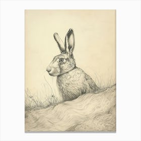 Himalayan Rabbit Drawing 3 Canvas Print