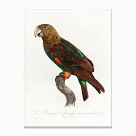The Brown Necked Parrot From Natural History Of Parrots, Francois Levaillant Canvas Print