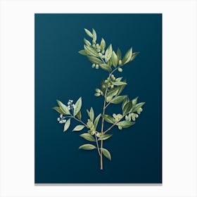 Vintage Fontanesia Phillyreoides Botanical Art on Teal Blue n.0929 Canvas Print