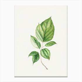 Bergamot Leaf Minimalist Watercolour 1 Canvas Print
