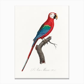 Scarlet Macao From Natural History Of Parrots, Francois Levaillant Canvas Print