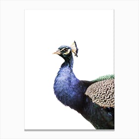 Peacock Isolated On White Canvas Print