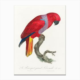 The Eclectus Parrot, Male From Natural History Of Parrots, Francois Levaillant Canvas Print