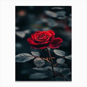 Dark Rose 18 Canvas Print