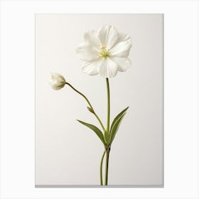 Pressed Wildflower Botanical Art White Campion 1 Canvas Print