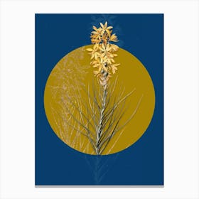 Vintage Botanical Yellow Asphodel on Circle Yellow on Blue Canvas Print