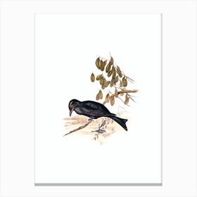 Vintage Spangled Drongo Bird Illustration on Pure White n.0069 Canvas Print
