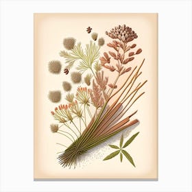 Caraway Seeds Spices And Herbs Retro Drawing 1 Canvas Print