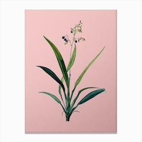 Vintage Flax Lilies Botanical on Soft Pink n.0553 Canvas Print