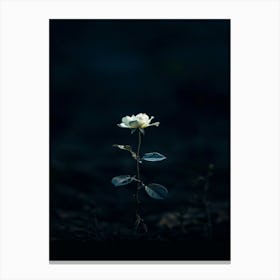 Single White Rose In The Dark Canvas Print