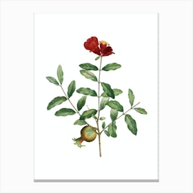 Vintage Pomegranate Branch Botanical Illustration on Pure White n.0113 Canvas Print