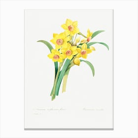 Chinese Sacred Lily, Pierre Joseph Redoute (2) Canvas Print