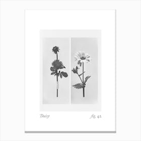 Daisy Botanical Collage 3 Canvas Print