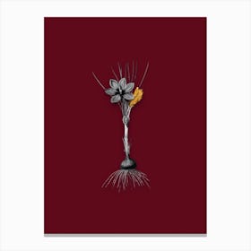 Vintage Crocus Sativus Black and White Gold Leaf Floral Art on Burgundy Red Canvas Print