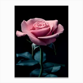 Pink Rose On Black Background 75 Canvas Print