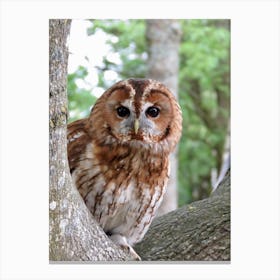 Barn Owl Hunting Tree Countryside Canvas Print