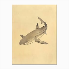 Zebra Shark Vintage Illustration 6 Canvas Print
