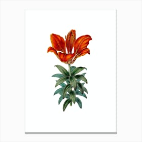 Vintage Blood Red Lily Flower Botanical Illustration on Pure White Canvas Print